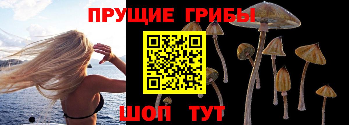 Псилоцибиновые грибы Psilocybine cubensis  Псилоцибиновые грибы Psilocybine cubensis  Пенза  где продают   Вход с VPN 